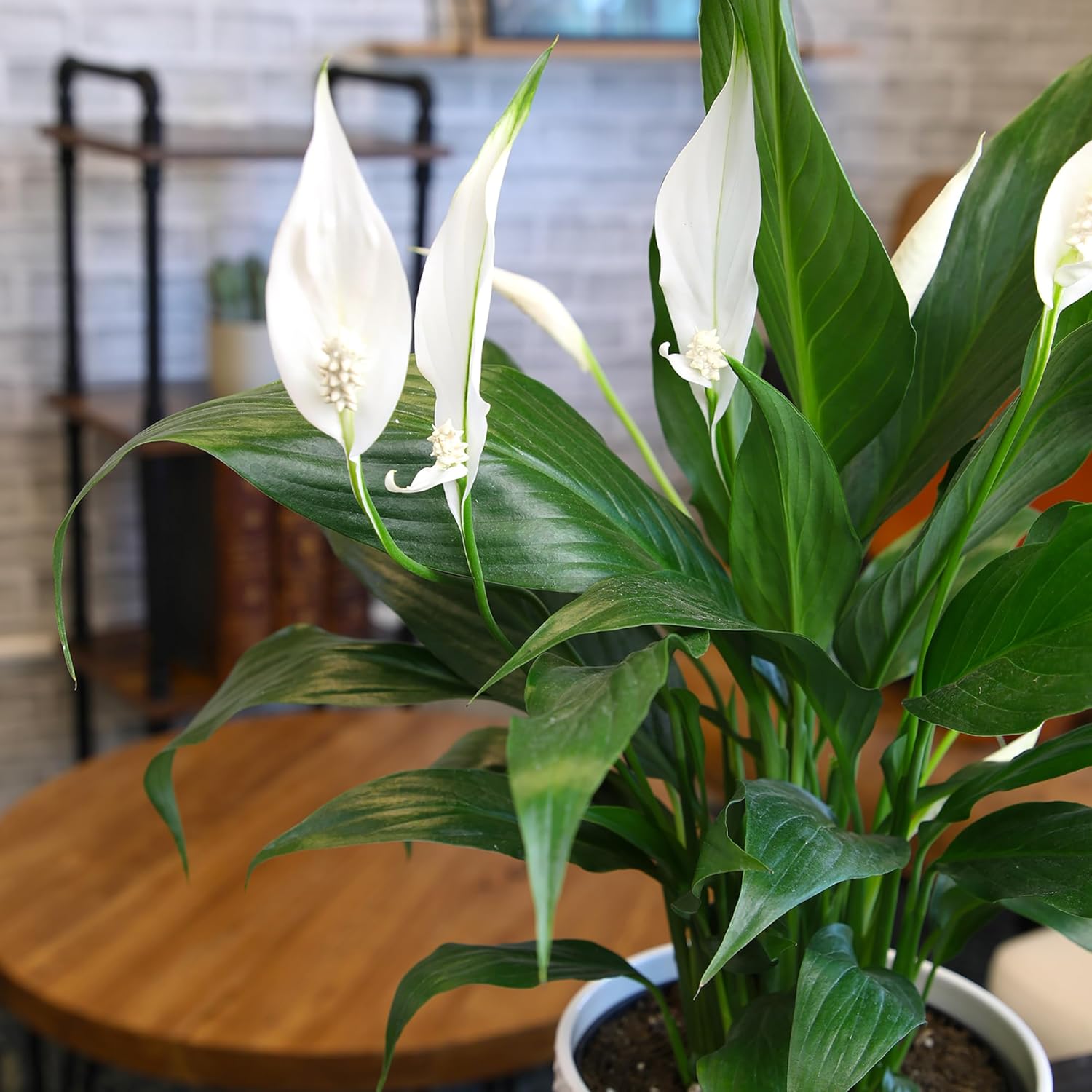 White 6 Inch Plant Pot Live Houseplant T99829