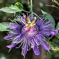 Purple Passion Flower Plant Seeds 10 Seeds Y3297