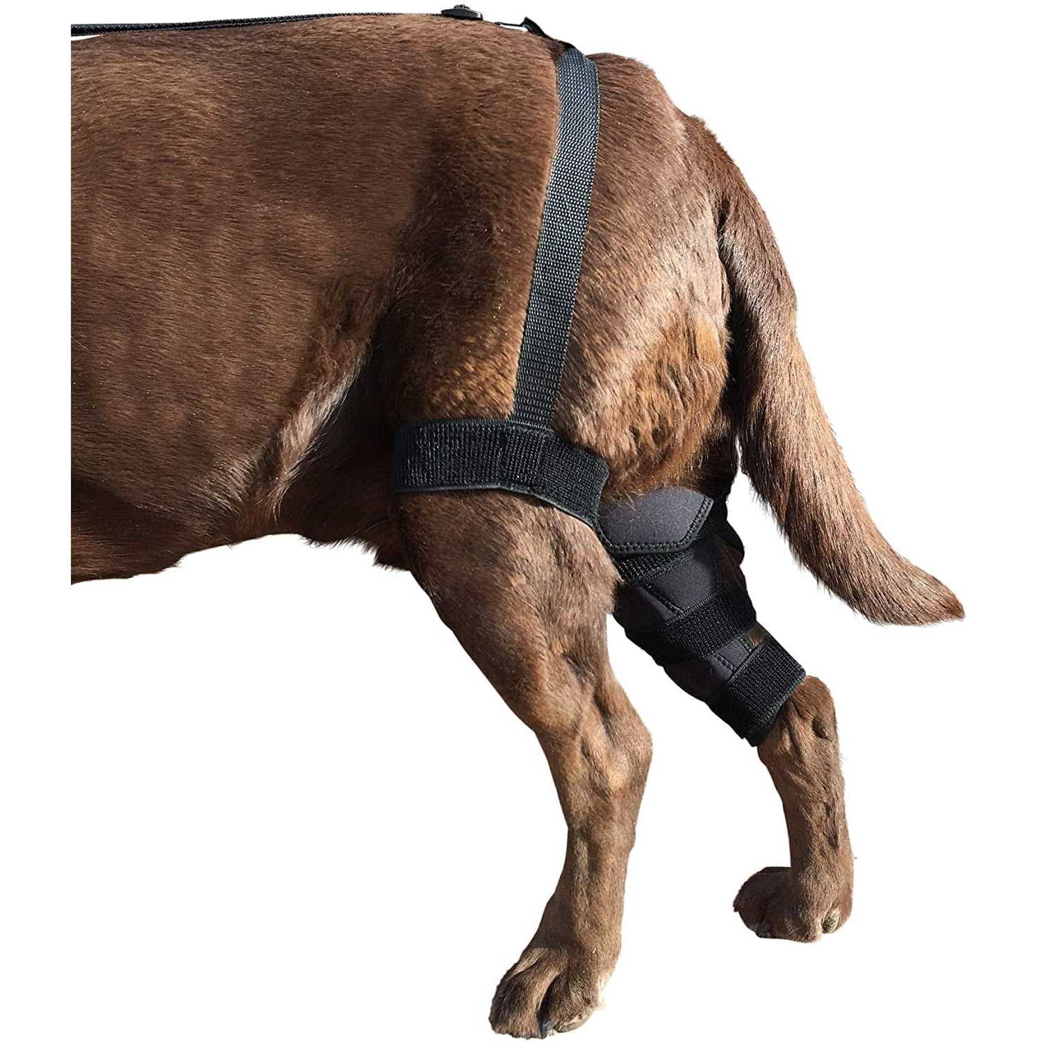Metal Hinged Knee Brace for Dogs E475