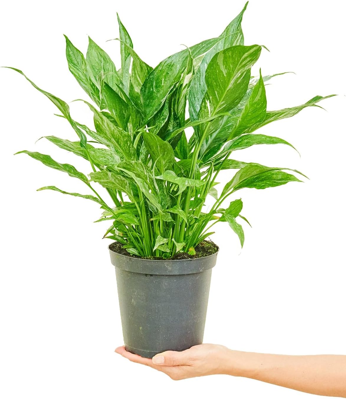 6" Pot Variegated Peace Lily F931351