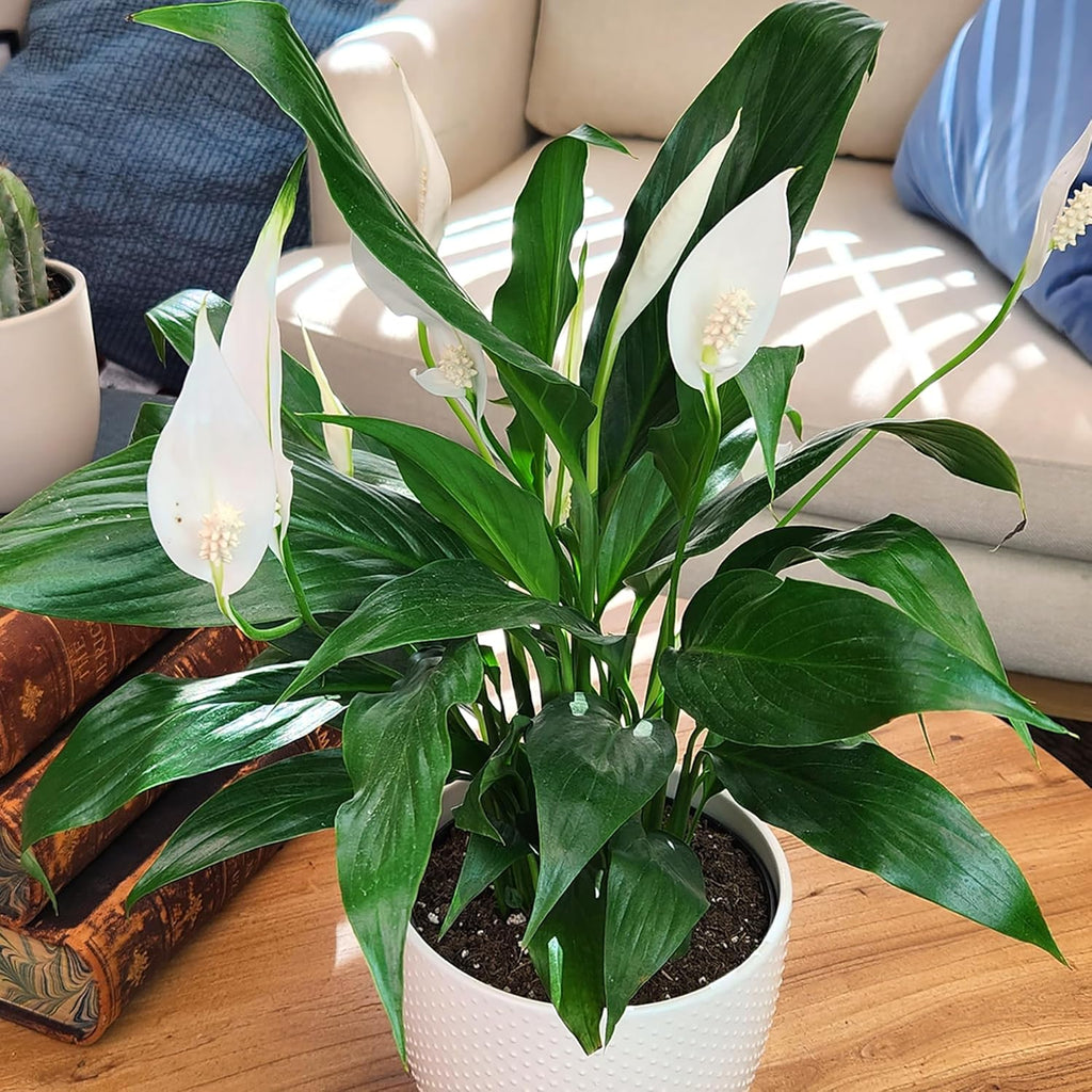 White 6 Inch Plant Pot Live Houseplant T99829