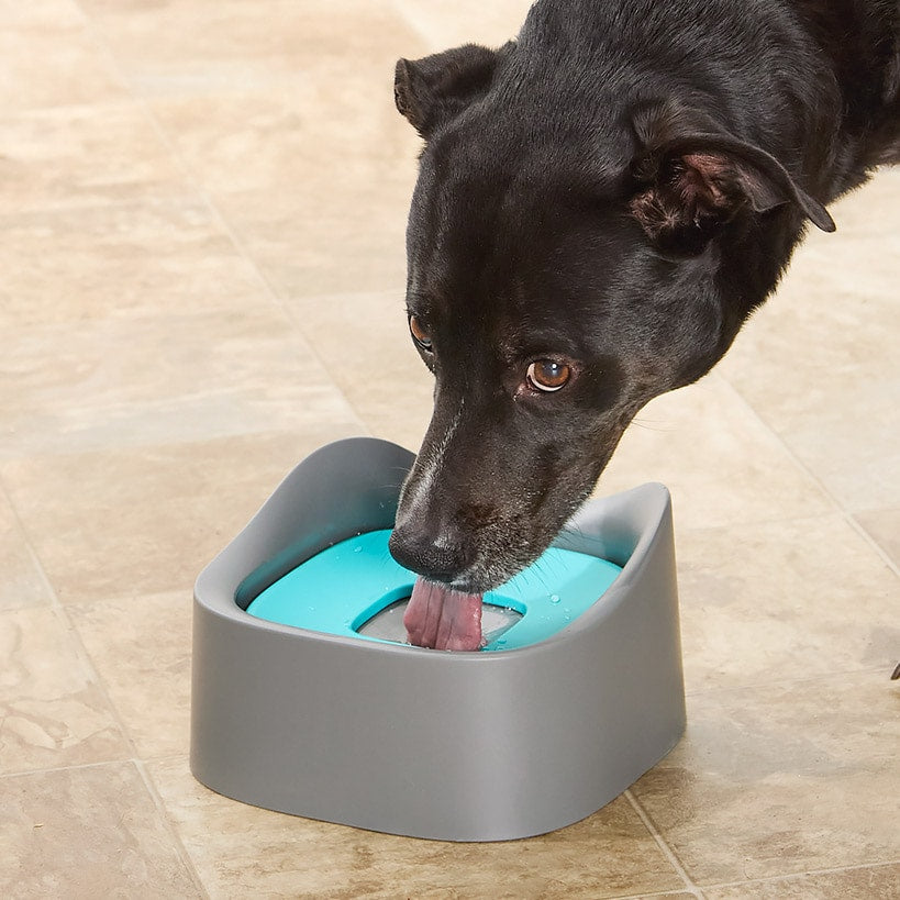 No Spill Dog and Cat Water Bowl 35 Oz Z85705