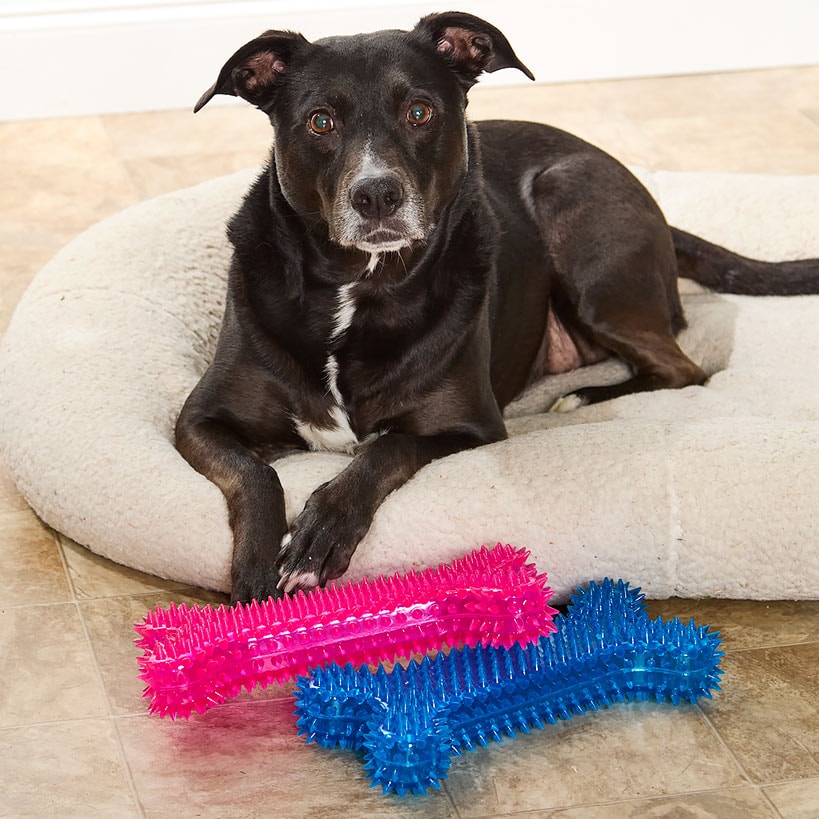 Jumbo Spike Chew Bone Toy With Squeaker For Dental Health