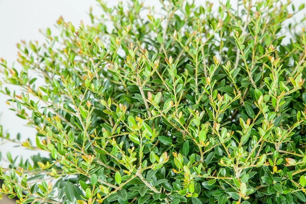 Dwarf Yaupon Shrub P304