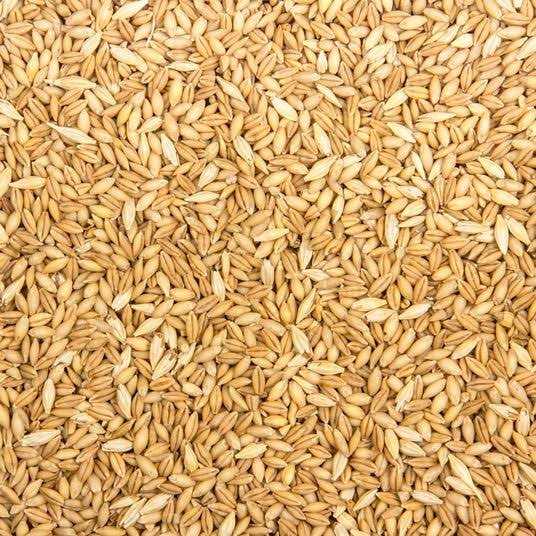 Organic Whole Barley Animal Feed B681
