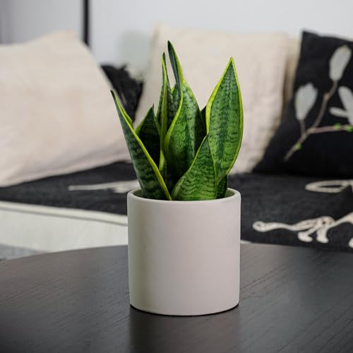 Gray 5 Inch Cement Plant Pots with Drainage Hole Z63971