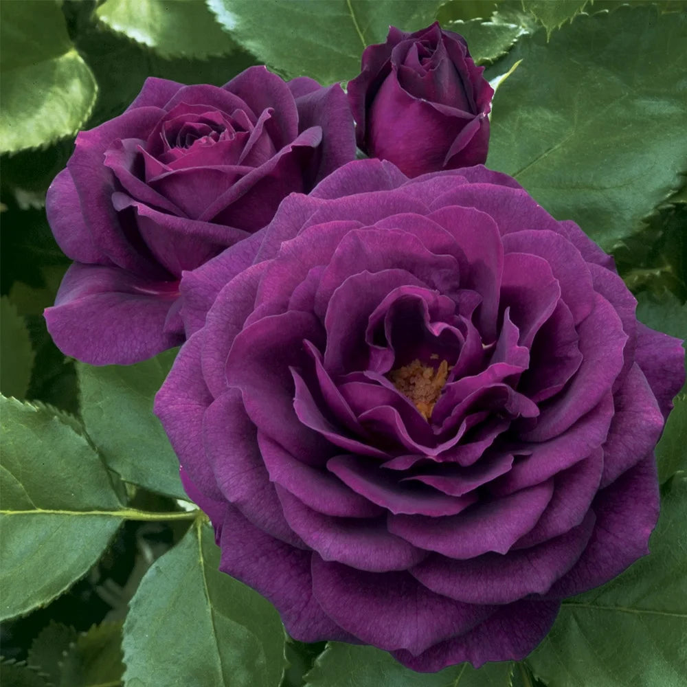 Purple Rose Plant Floribunda Rose Bush Live Fragrant Potted Rose Bush N651