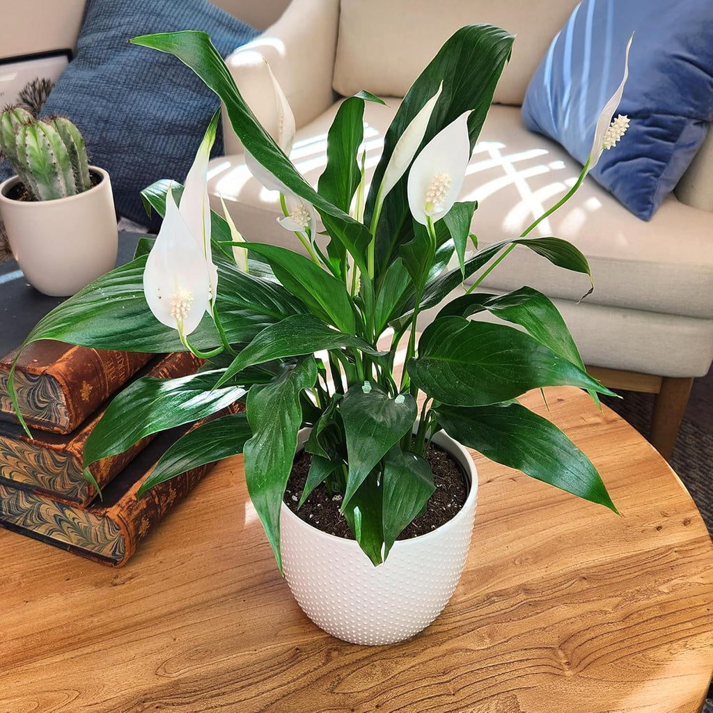 White 6 Inch Plant Pot Live Houseplant T99829