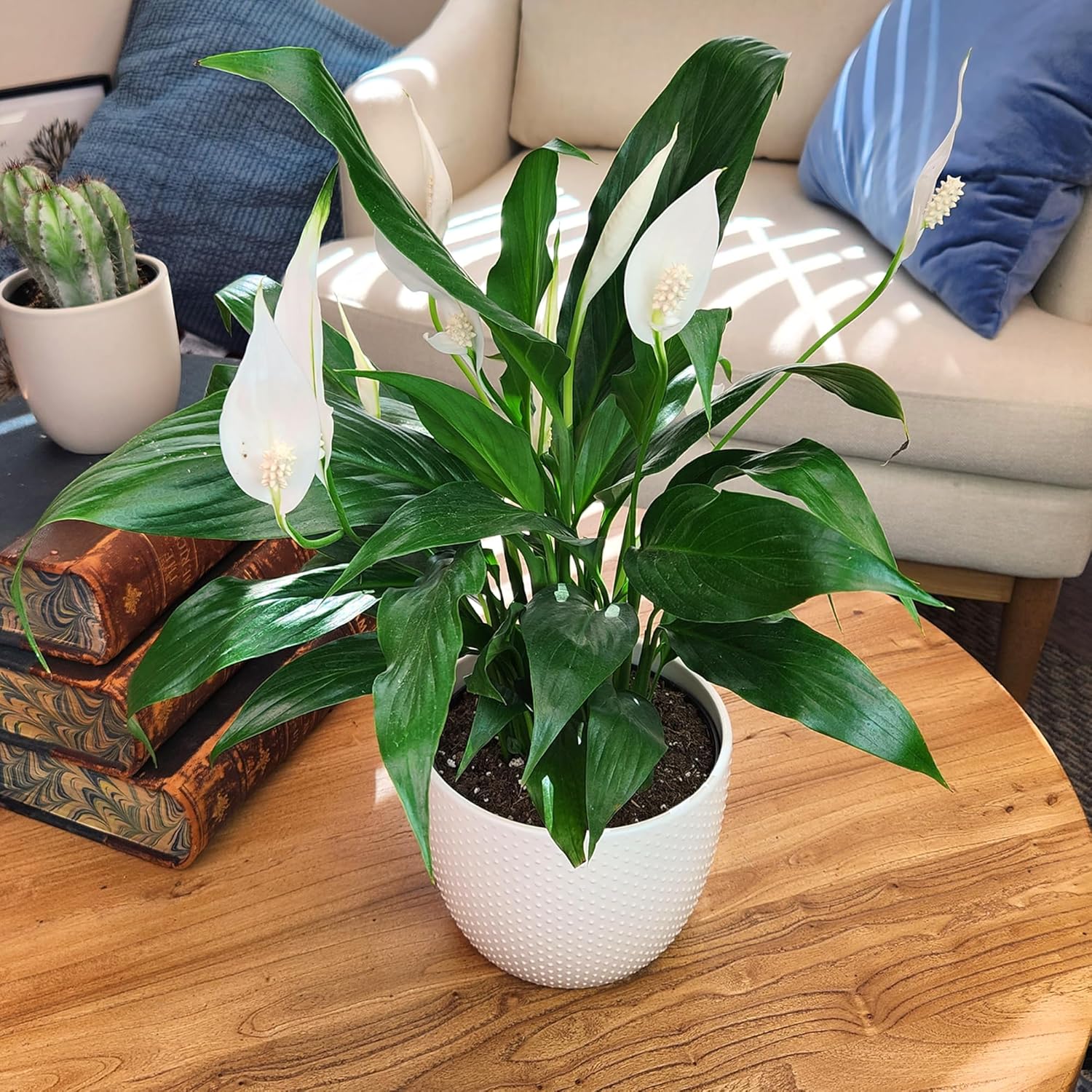 White 6 Inch Plant Pot Live Houseplant T99829