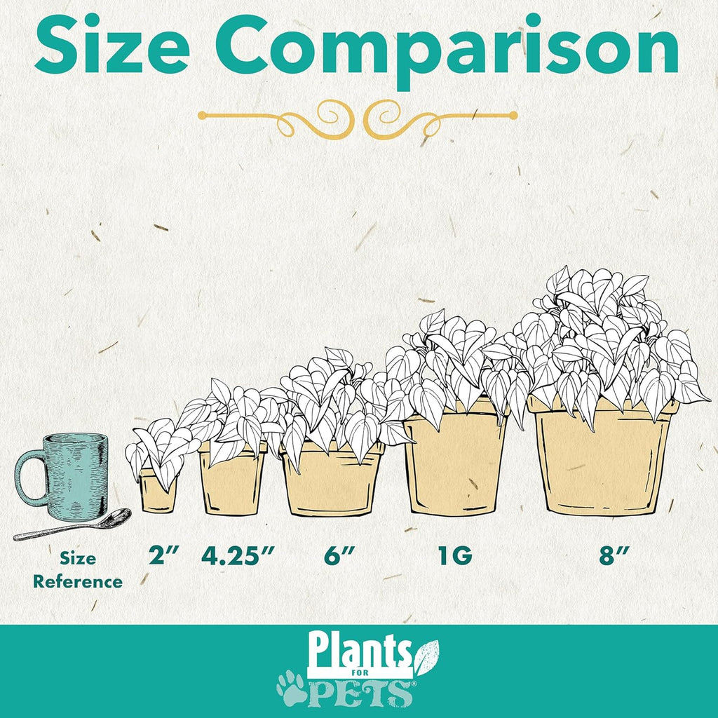 White 6 Inch Plant Pot Live Houseplant T99829