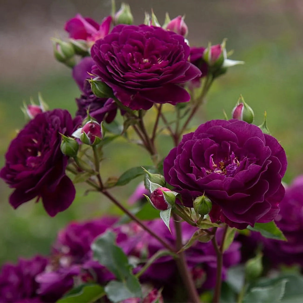 Purple Rose Plant Floribunda Rose Bush Live Fragrant Potted Rose Bush N651