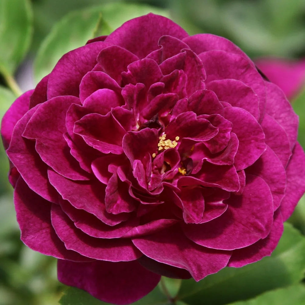 Purple Rose Plant Floribunda Rose Bush Live Fragrant Potted Rose Bush N651