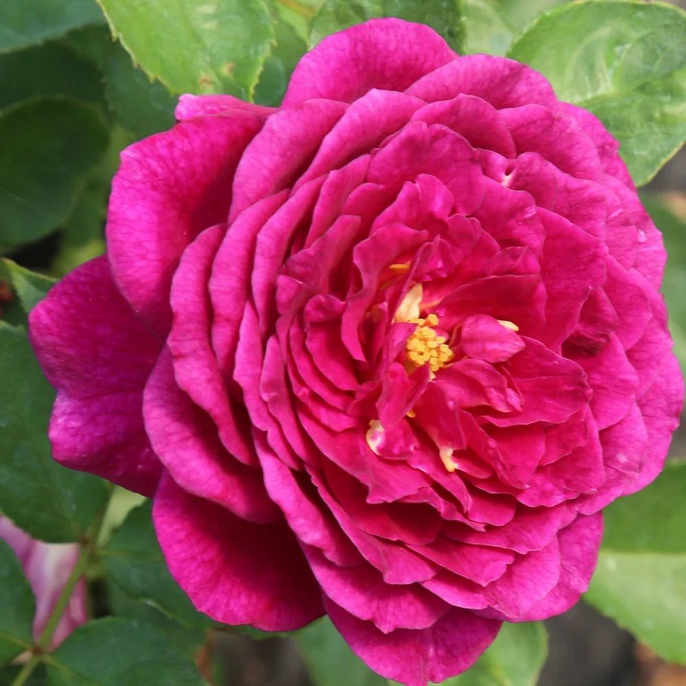 Purple Rose Plant Floribunda Rose Bush Live Fragrant Potted Rose Bush N651