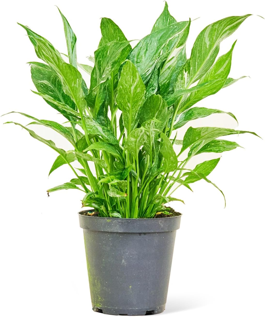 6" Pot Variegated Peace Lily F931351