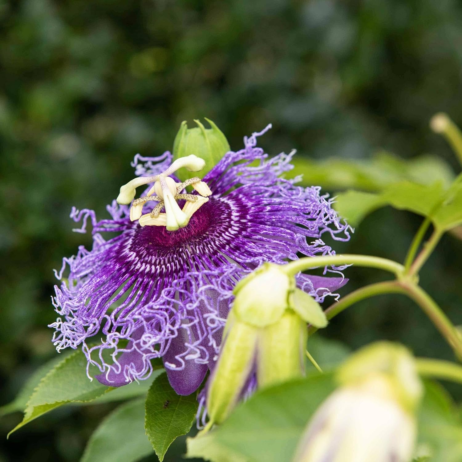 Purple Passion Flower Plant Seeds 10 Seeds Y3297