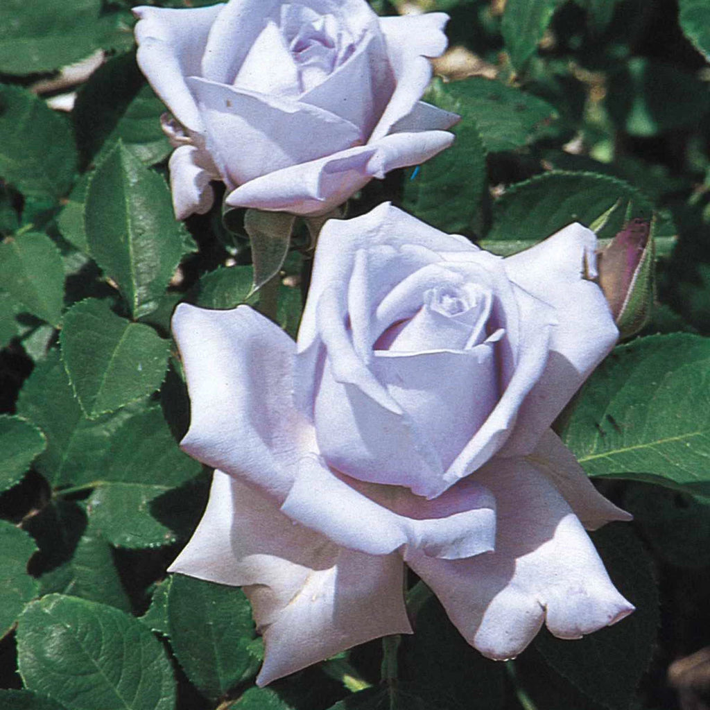 Blue Girl Dormant Bare Root Hybrid Tea Rose P431