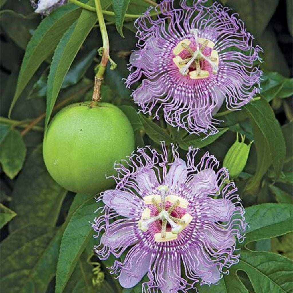 Purple Passion Flower Plant Seeds 10 Seeds Y3297