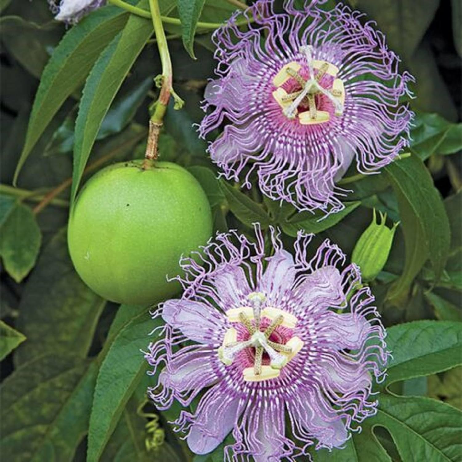 Purple Passion Flower Plant Seeds 10 Seeds Y3297