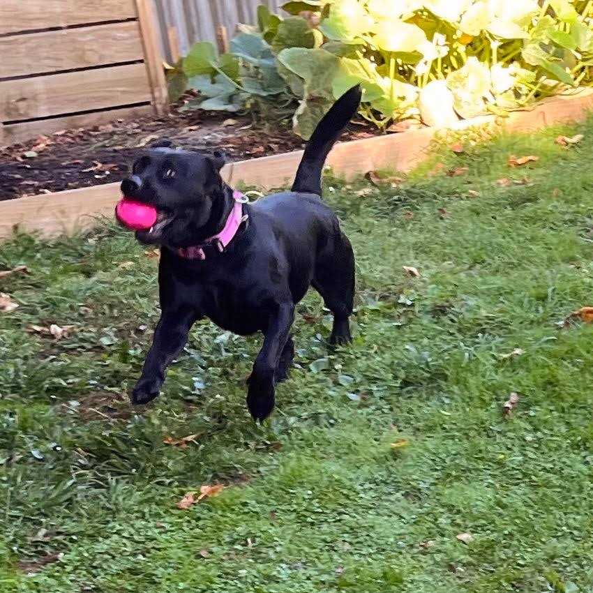 Squeak Toy Ball K990804