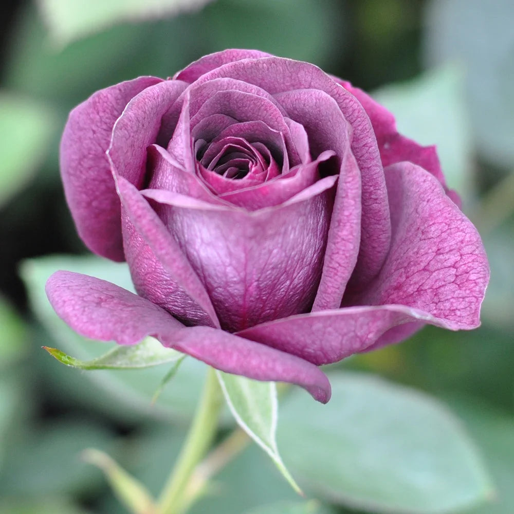 Purple Rose Plant Floribunda Rose Bush Live Fragrant Potted Rose Bush N651