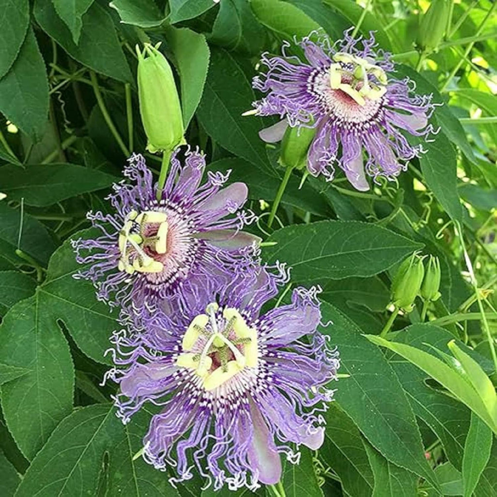 Purple Passion Flower Plant Seeds 10 Seeds Y3297