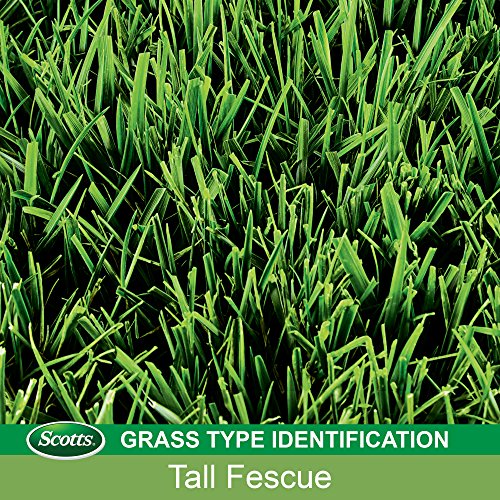 Tall Fescue Grass Seed Mix with Fertilizer and Soil Improver, 5.6 lbs. H867