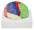 2-Part Human Brain Model with Colored and Labeled Regions Includes Base W575