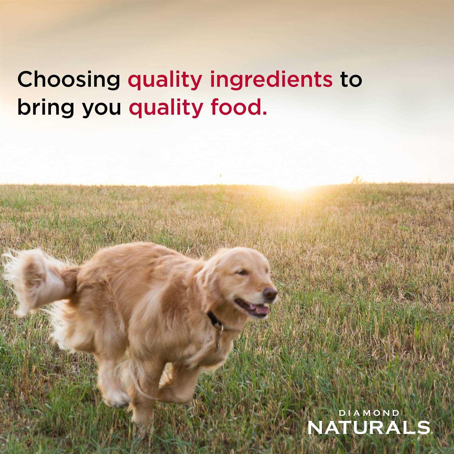 Senior Dry Dog Food X51017
