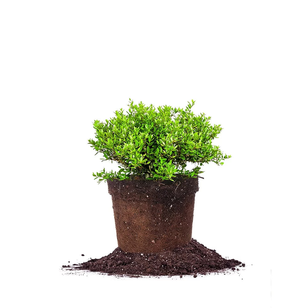 Dwarf Yaupon Shrub P304
