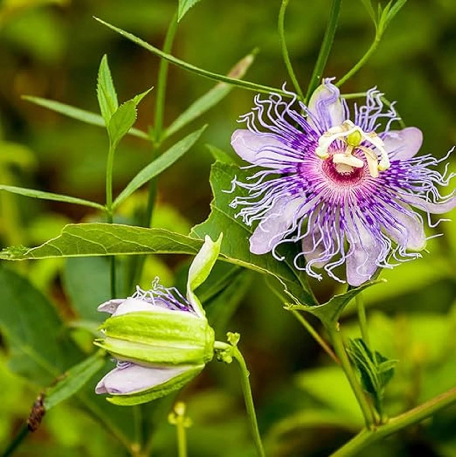 Purple Passion Flower Plant Seeds 10 Seeds Y3297