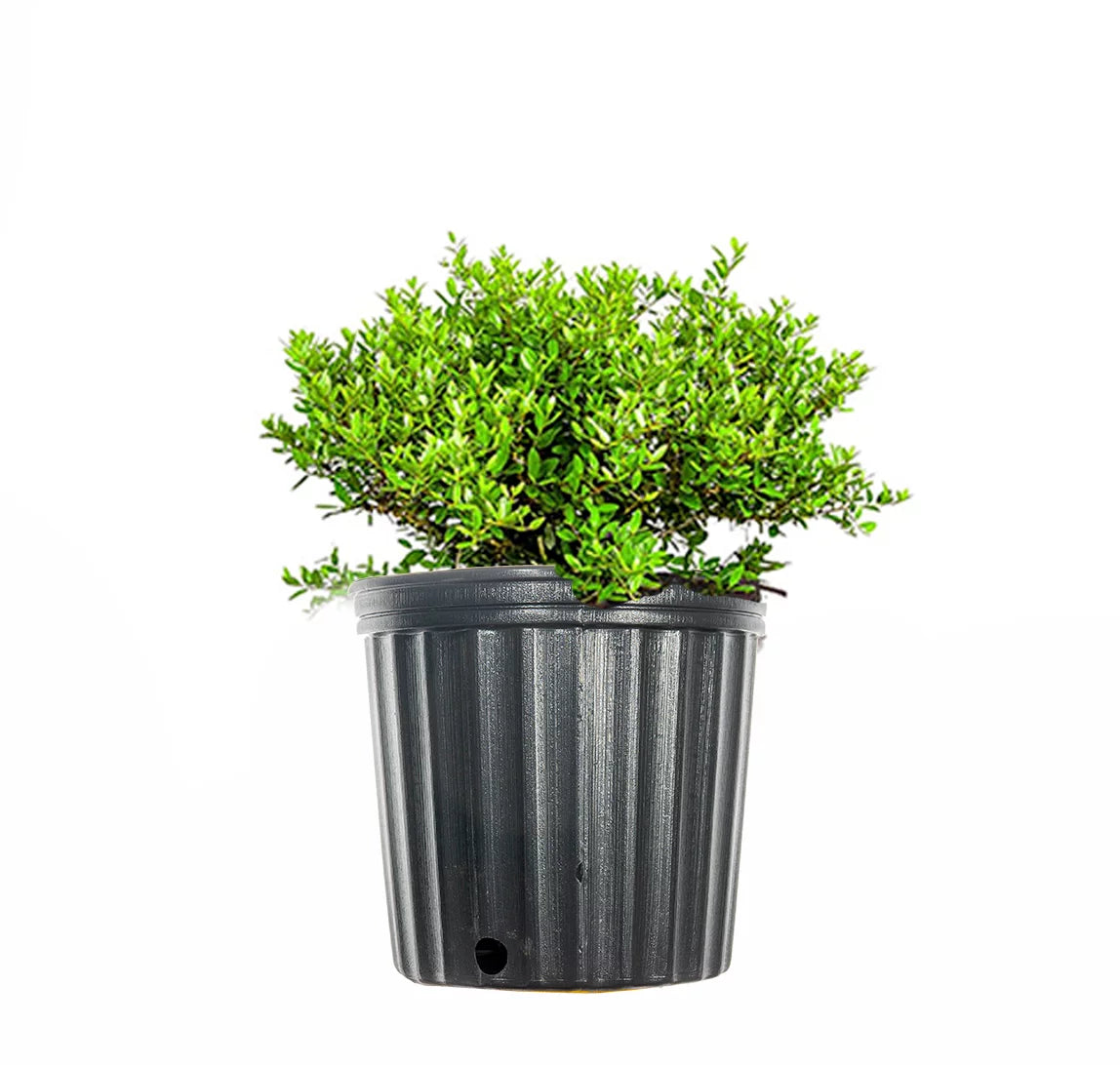 Dwarf Yaupon Shrub P304