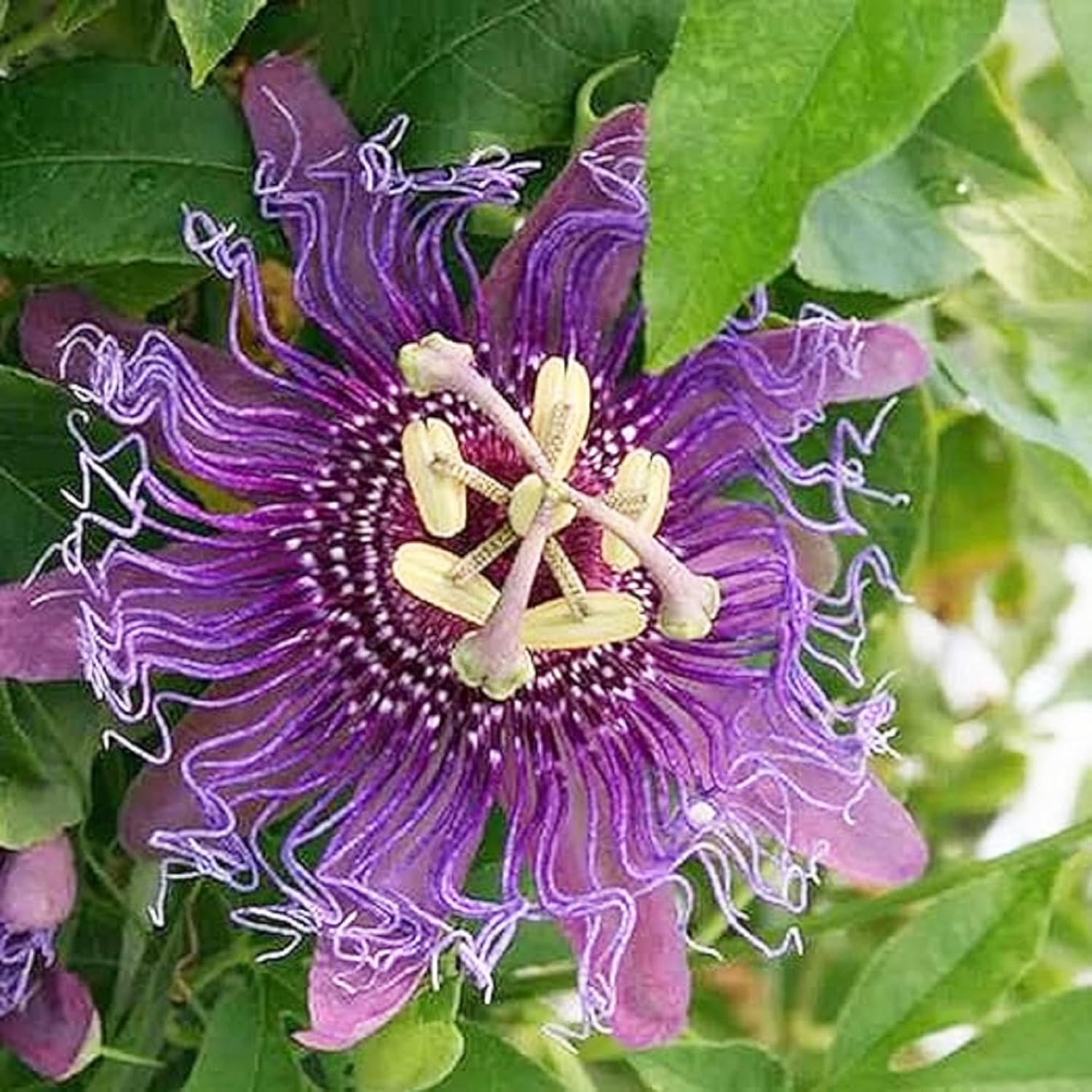 Purple Passion Flower Plant Seeds 10 Seeds Y3297