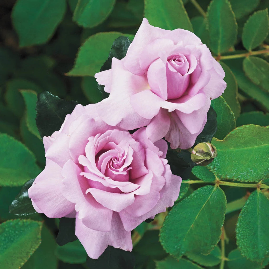 Blue Girl Dormant Bare Root Hybrid Tea Rose P431