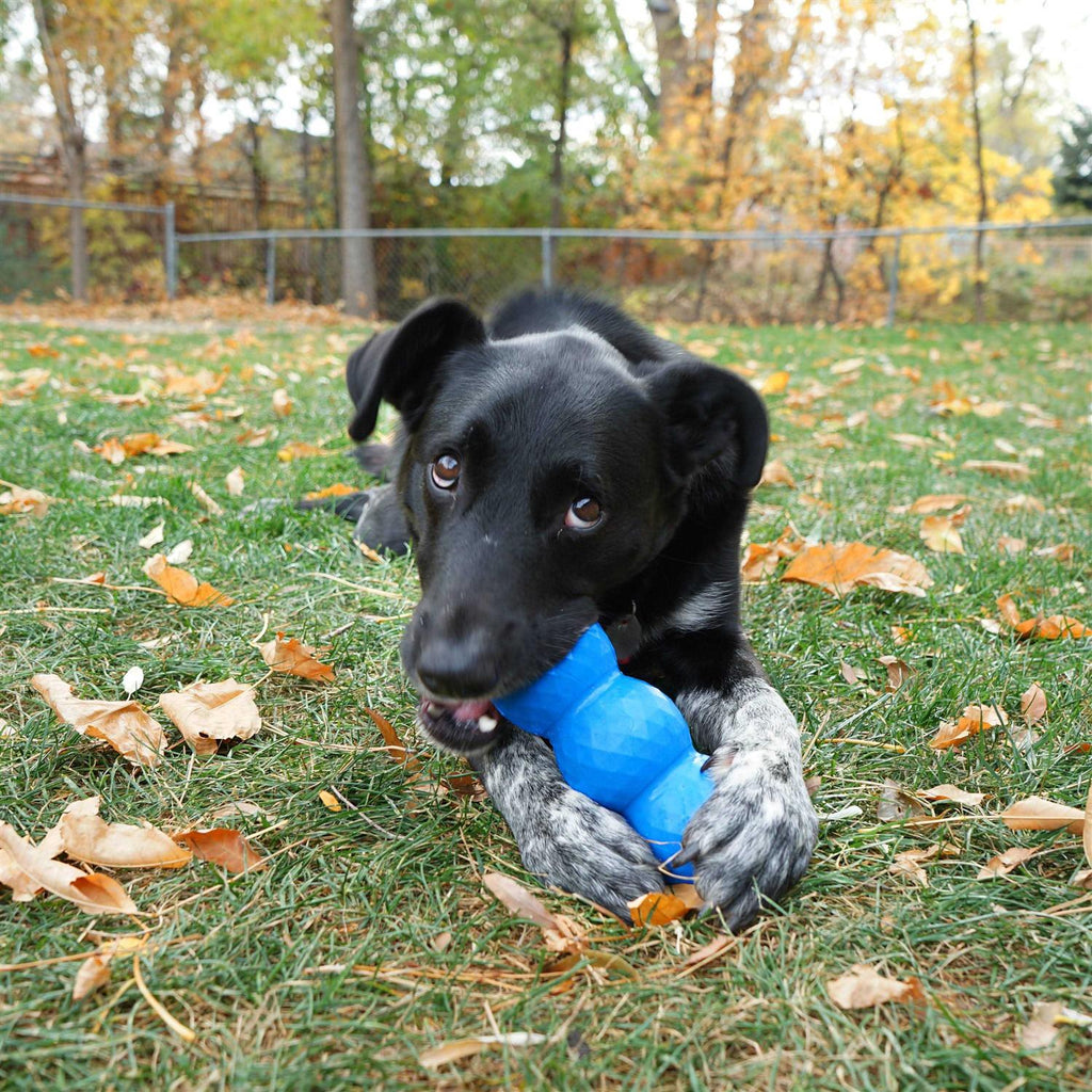KONG Genius Mike Dog Toy K196416