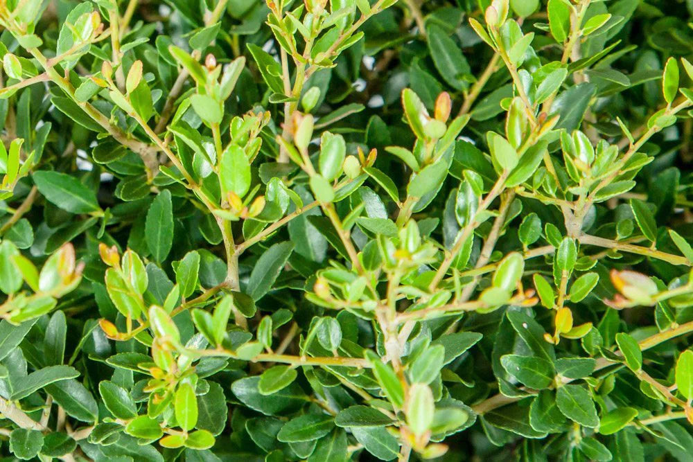 Dwarf Yaupon Shrub P304