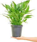 6" Pot Variegated Peace Lily F931351