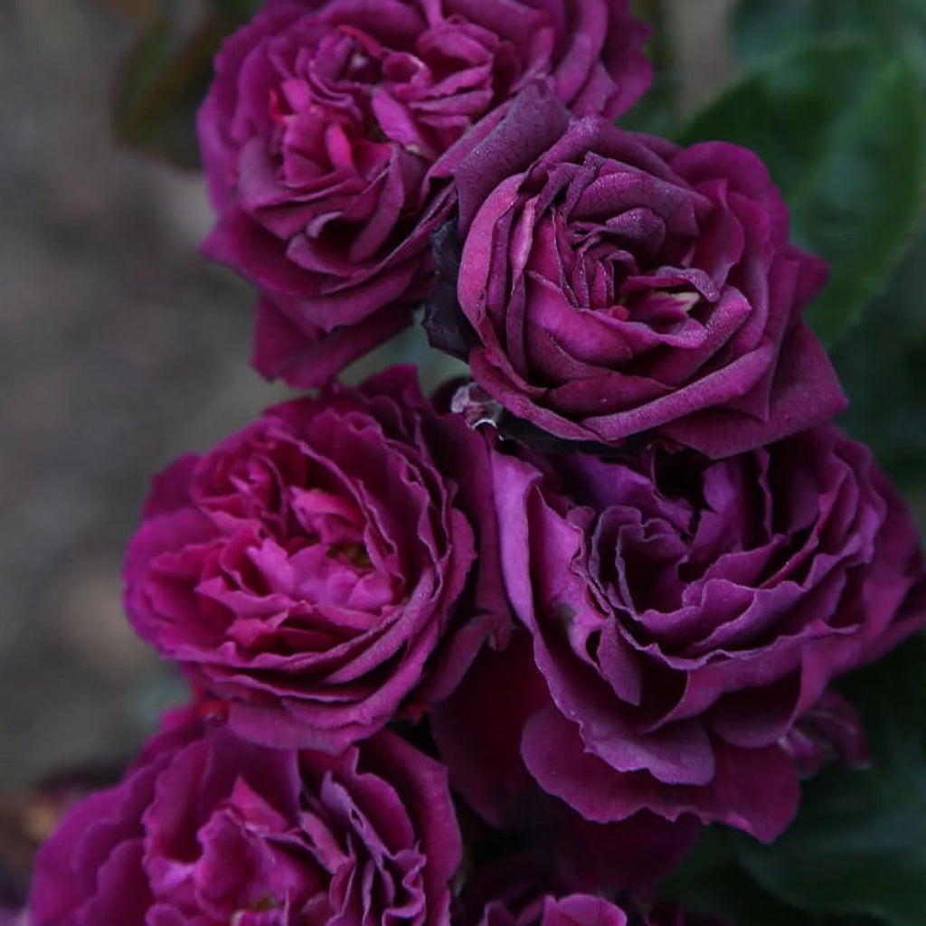 Purple Rose Plant Floribunda Rose Bush Live Fragrant Potted Rose Bush N651