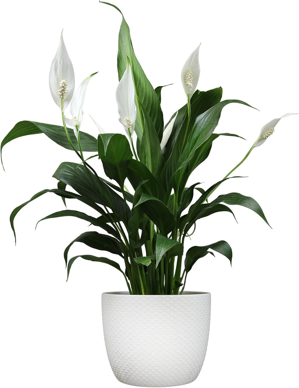 White 6 Inch Plant Pot Live Houseplant T99829