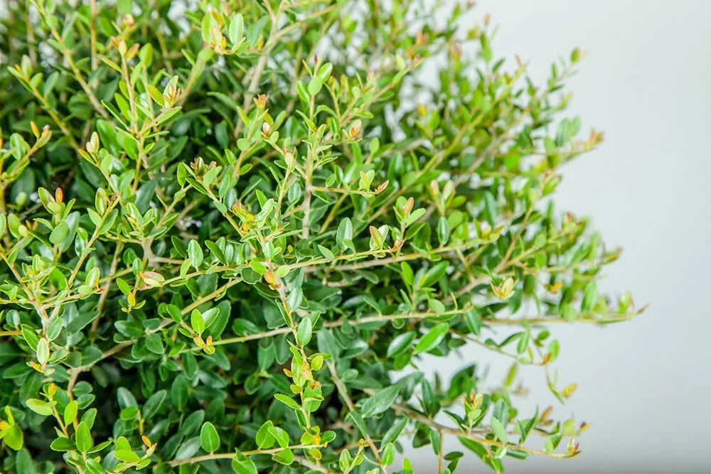 Dwarf Yaupon Shrub P304