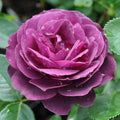 Purple Rose Plant Floribunda Rose Bush Live Fragrant Potted Rose Bush N651