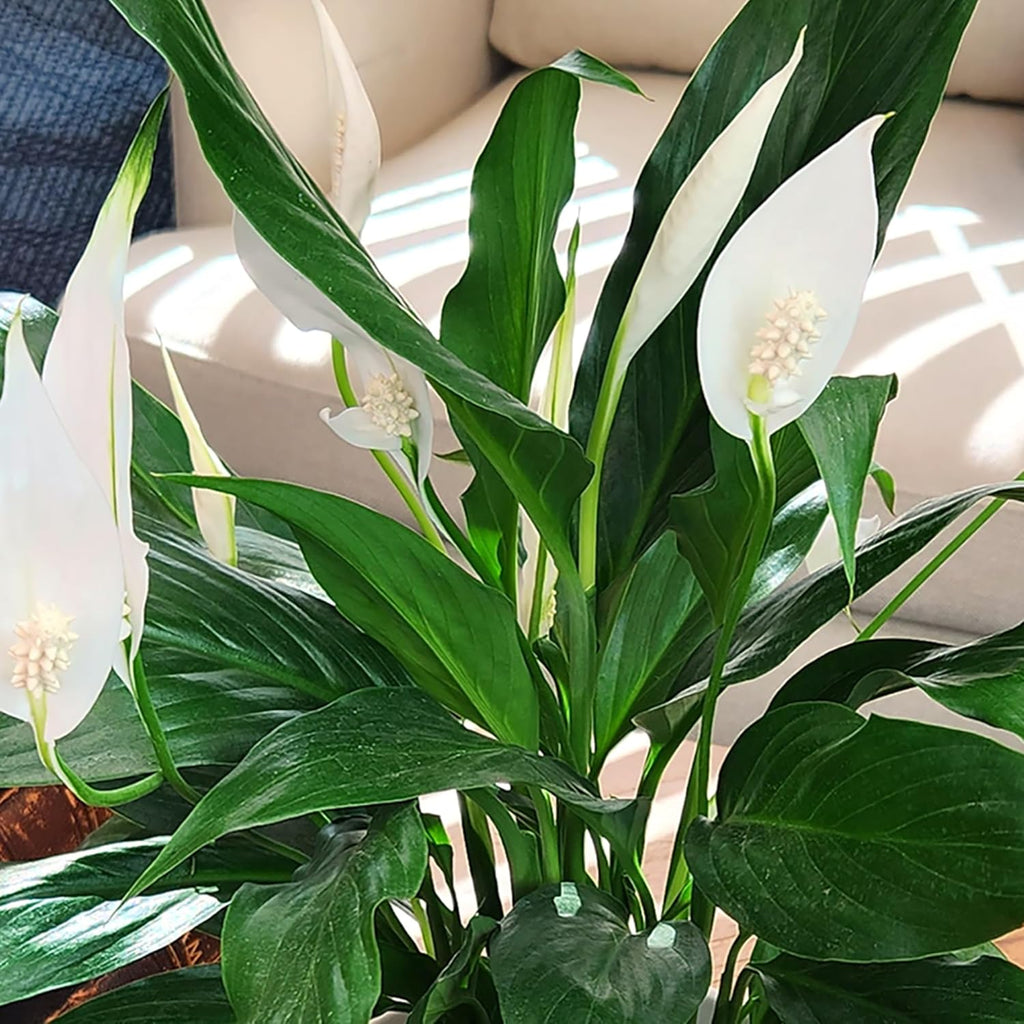 White 6 Inch Plant Pot Live Houseplant T99829