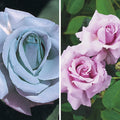 Blue Girl Dormant Bare Root Hybrid Tea Rose P431