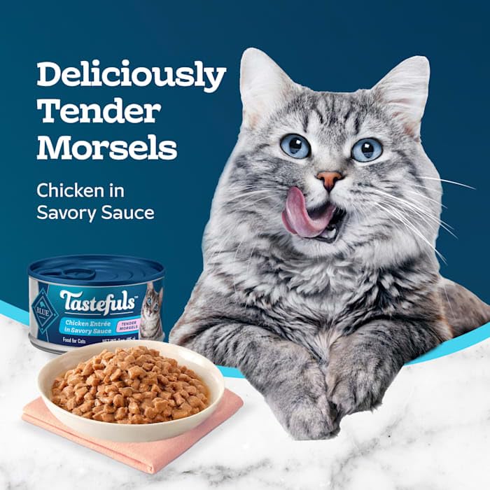Natural Tender Morsels Wet Cat Food, Chicken Entrée 5.5-oz cans (Pack of 24) Q1685