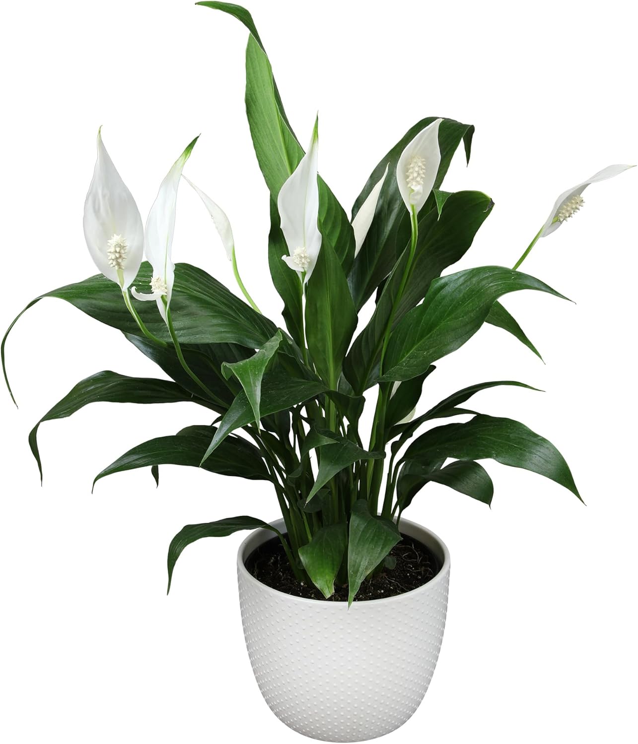 White 6 Inch Plant Pot Live Houseplant T99829