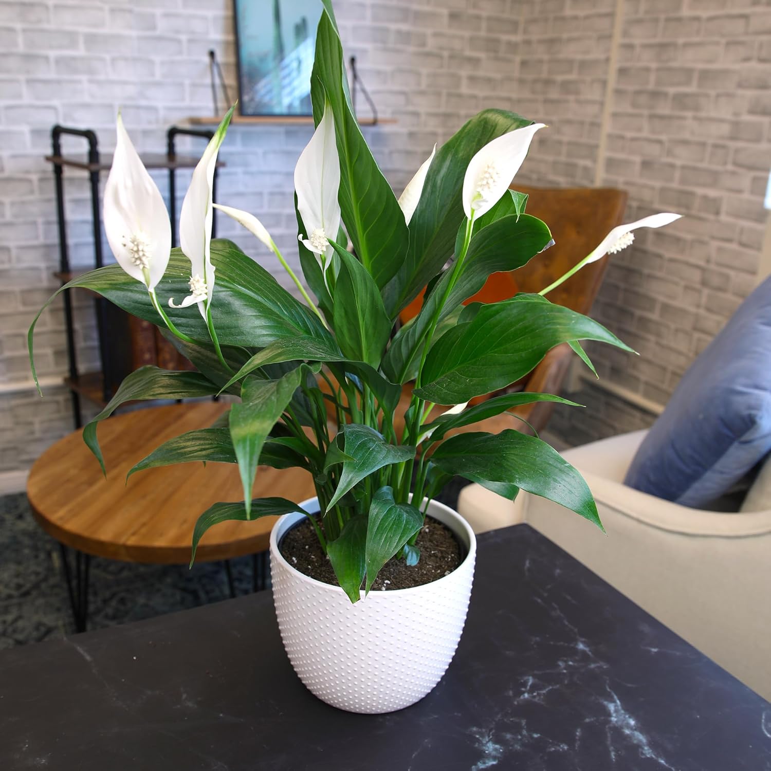 White 6 Inch Plant Pot Live Houseplant T99829
