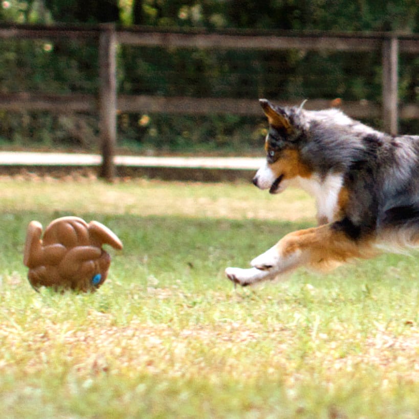 Whistling Disc Dog Toy R3812